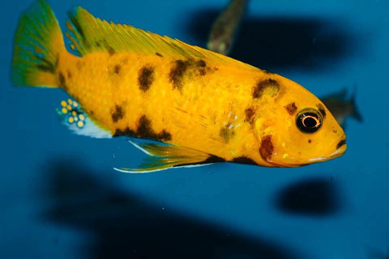 Maylandia sp. 'zebra gold' Kawanga